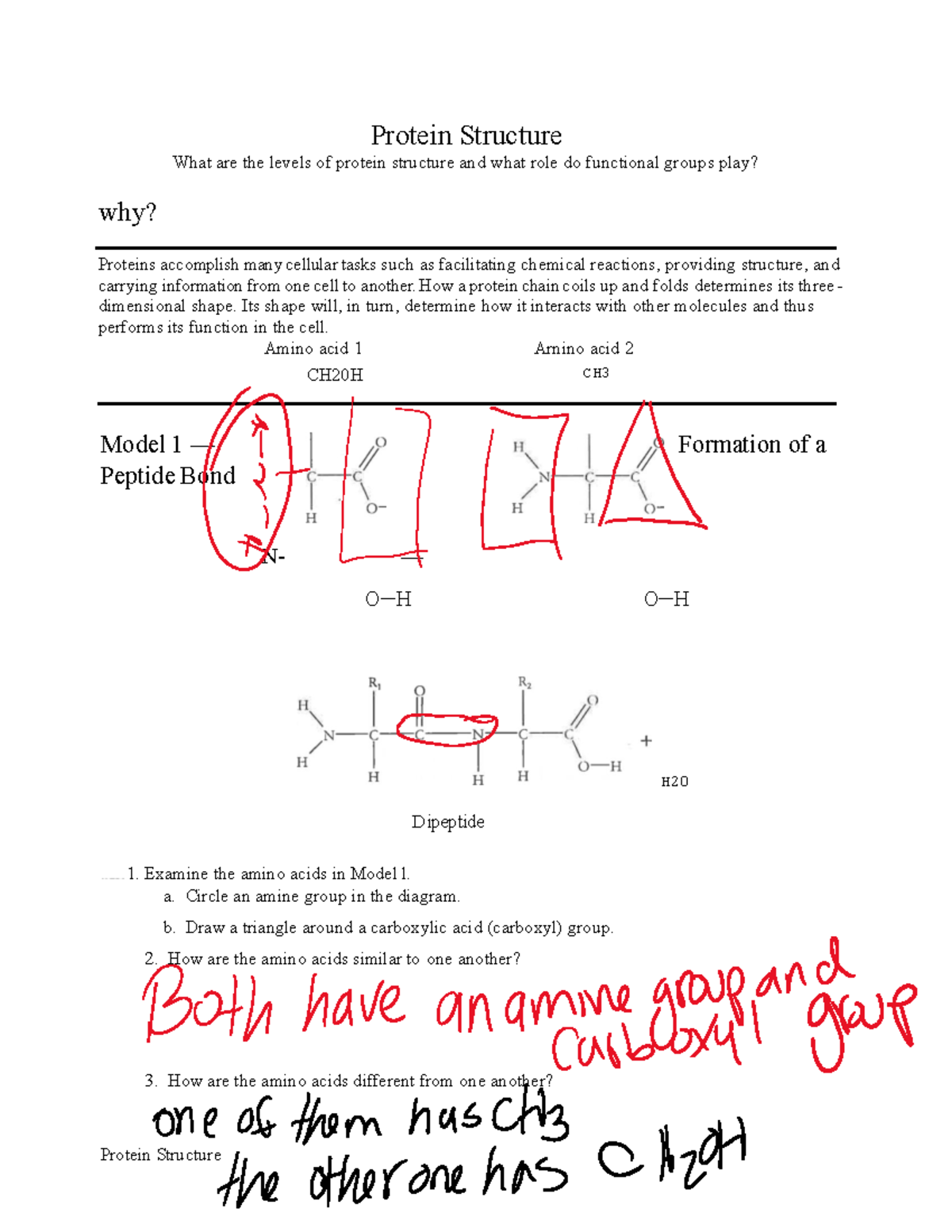 BIO181 Protein Structure Worksheet.pdf done (1) Protein Structure