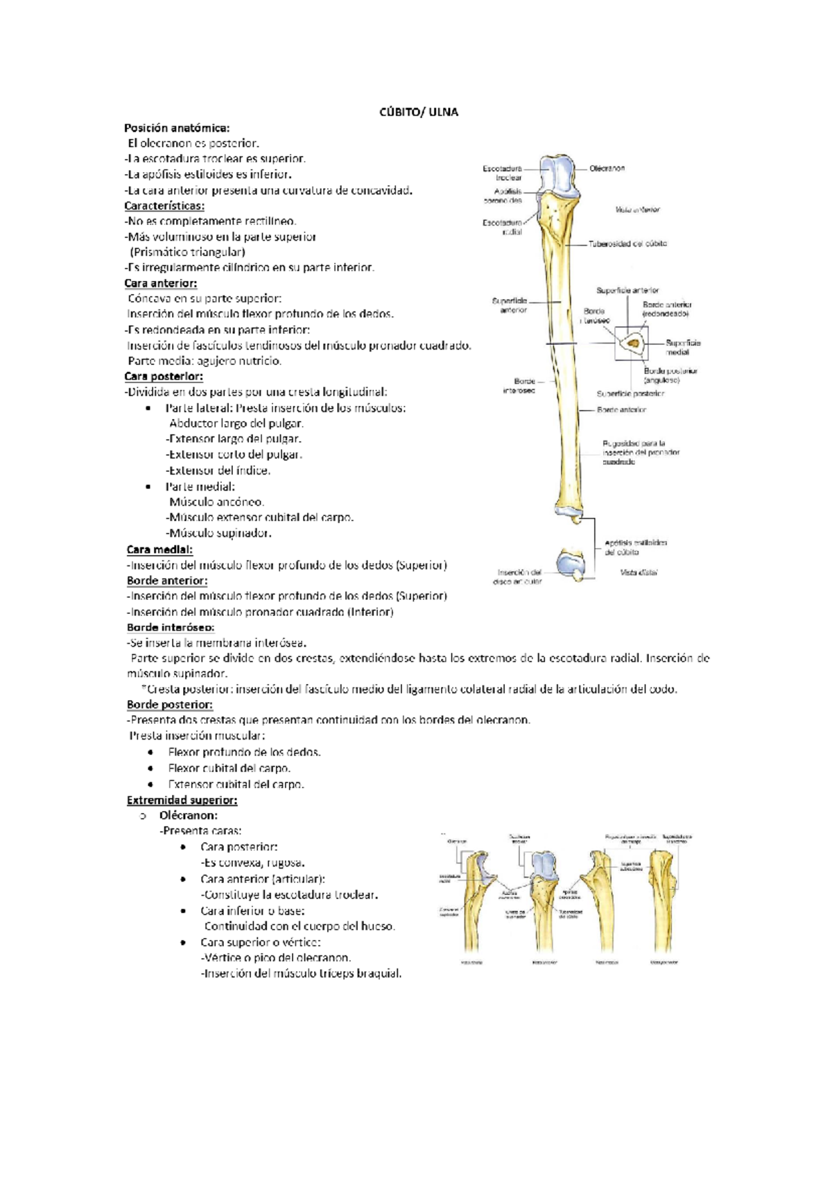 ANATOMIA DEL HUESO CUBITO - Anatomía - Studocu