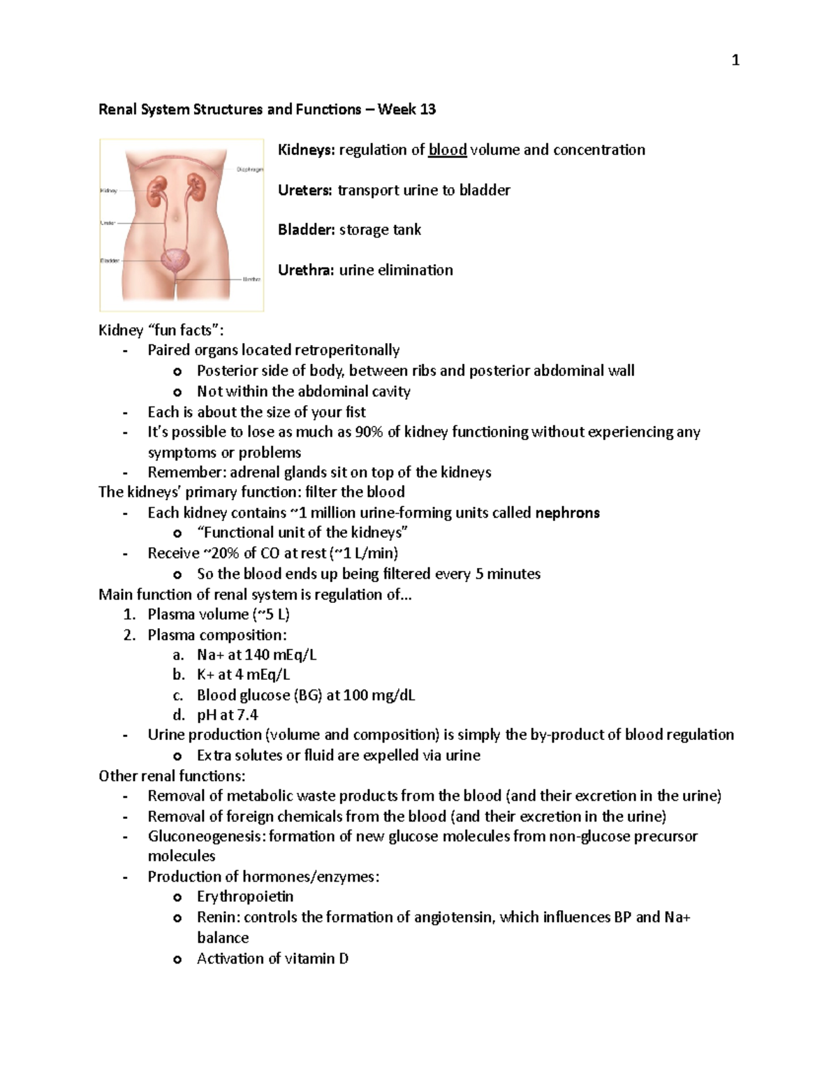 HHP3550 Unit 4 Notes - Renal System Structures and Functions – Week 13 ...