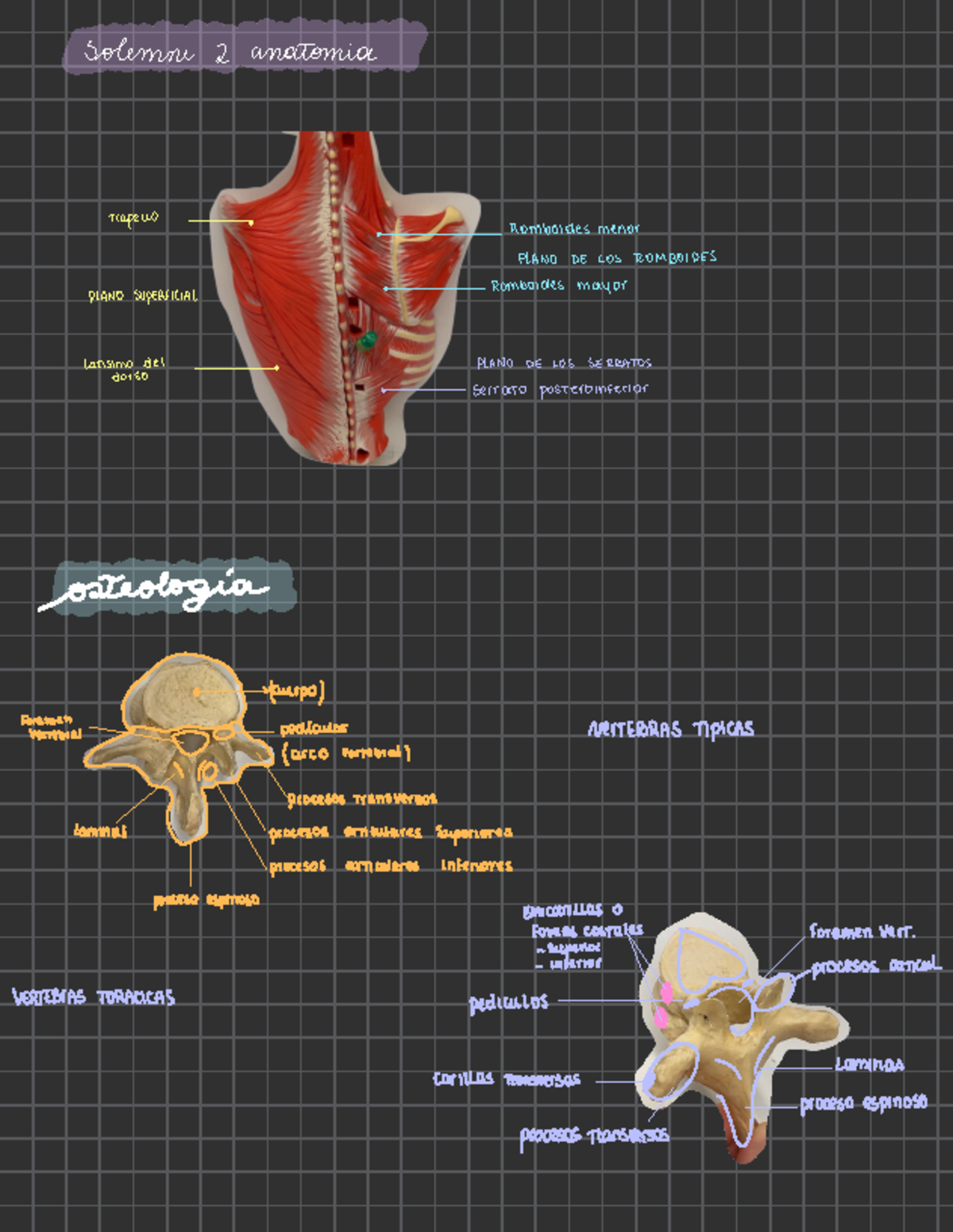 Solemne 2 anatomia - solemne 2 anatomia Trape co · · Romboldes menor ...