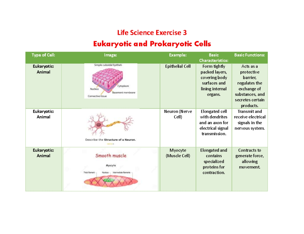 Exercise 3 life science - Life Science Exercise 3 Eukaryotic and ...