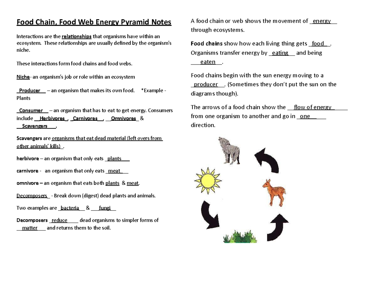 Food Chain Webs Pyramid Completed Notes - Food Chain, Food Web Energy 