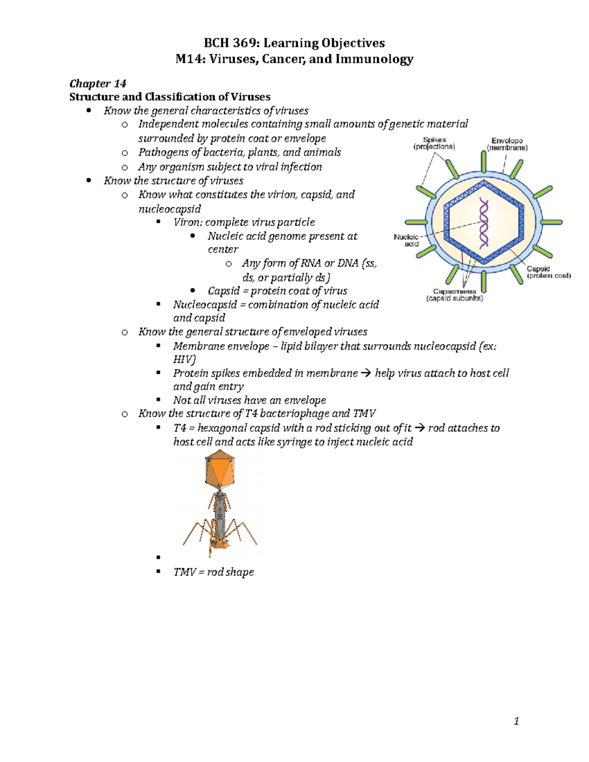 BCH 369: Learning Objectives M14: Viruses Cancer and Immunology - Studocu