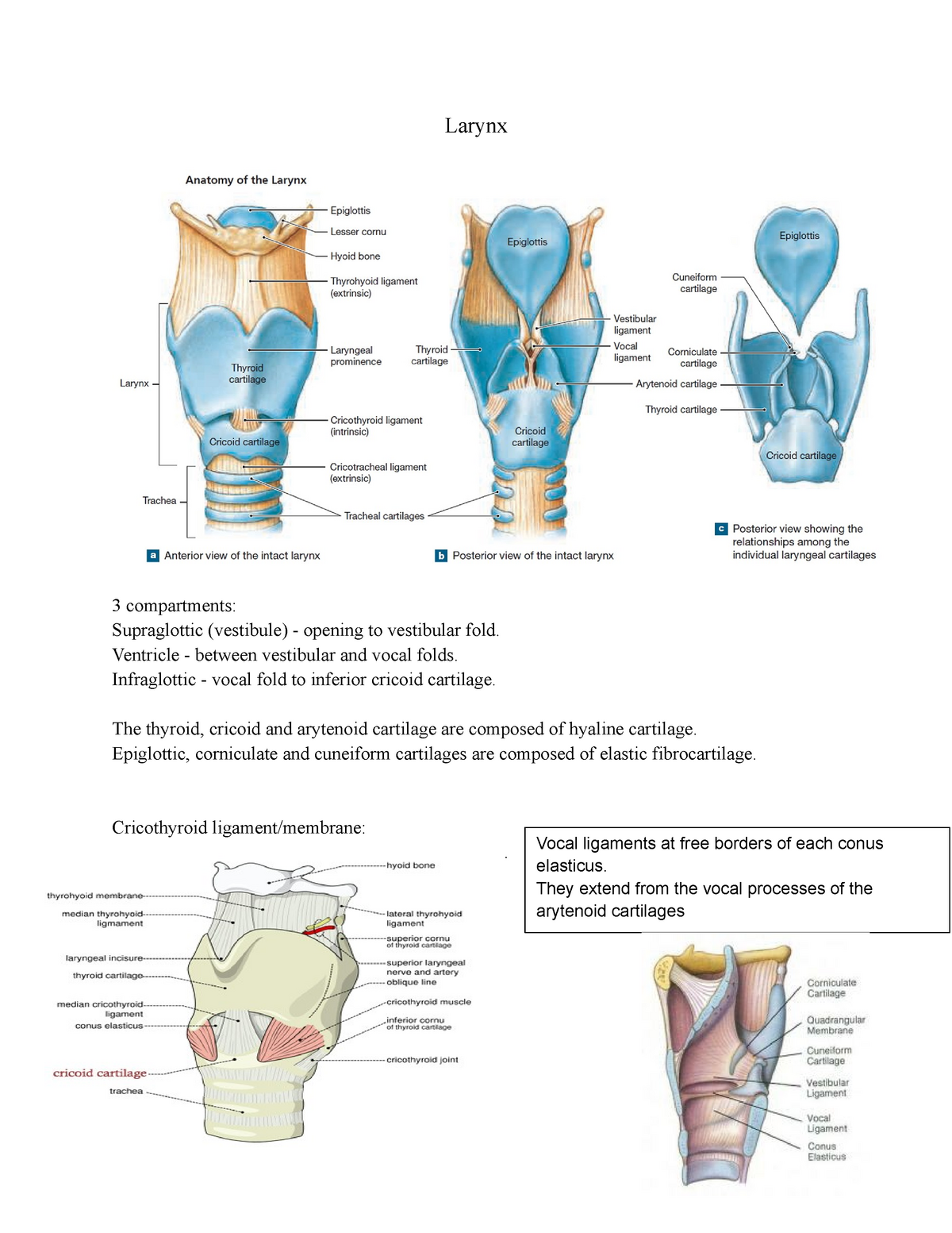 Larynx - Anatomy / Physiology AP650 - NUI Galway - StuDocu