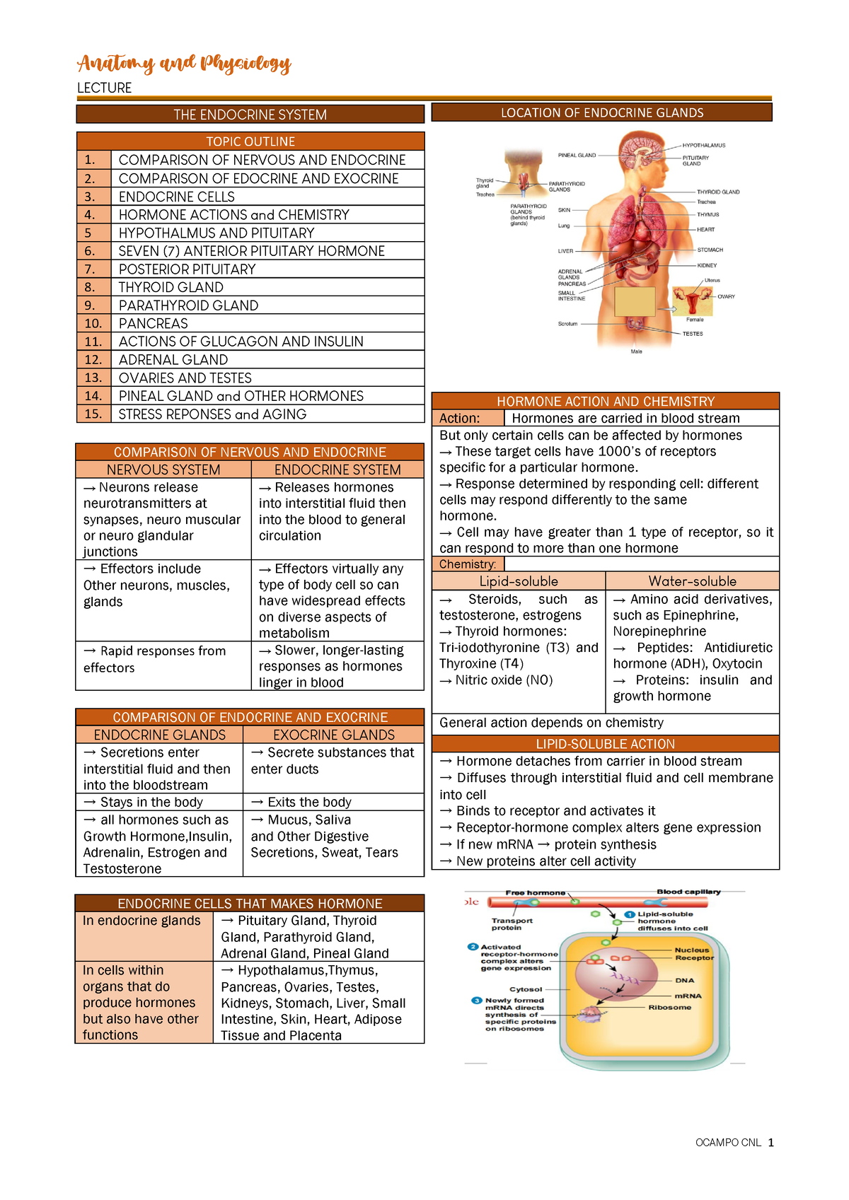 Anaphy- Lecture - LECTURE COMPARISON OF ENDOCRINE AND EXOCRINE ...