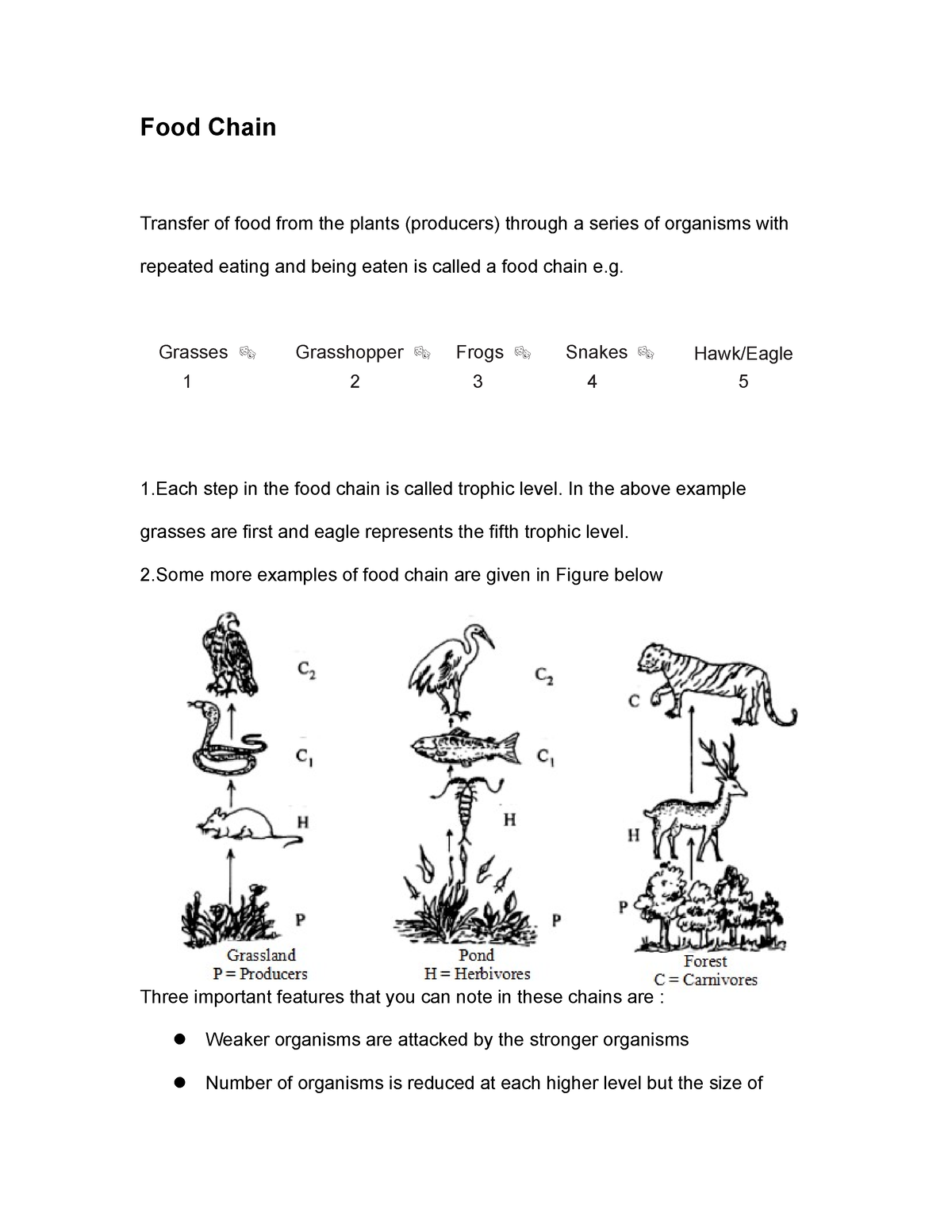 food-chain-food-chain-transfer-of-food-from-the-plants-producers-through-a-series-of