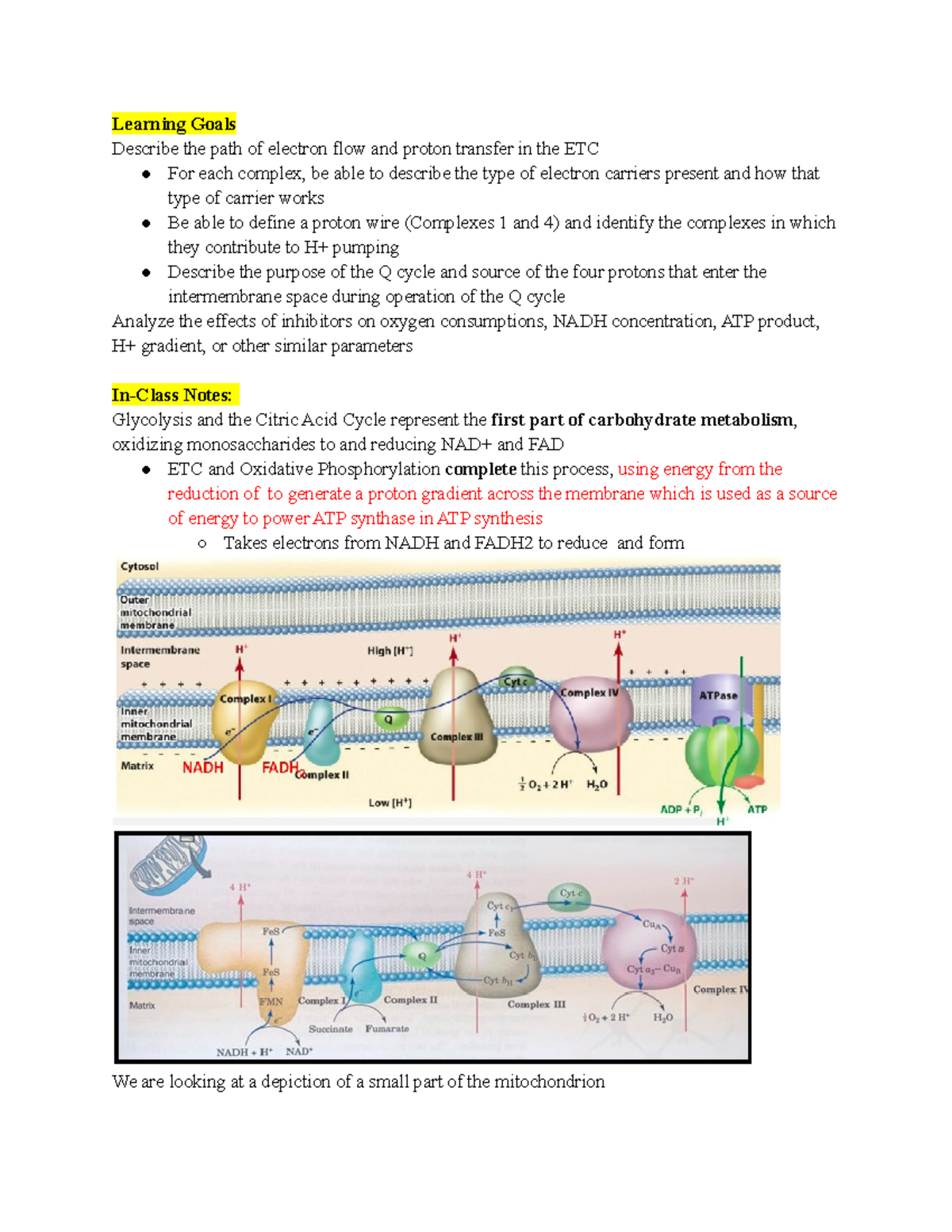 Module 14 Oxidative Phosphorylation and Electron Transport Chain ...