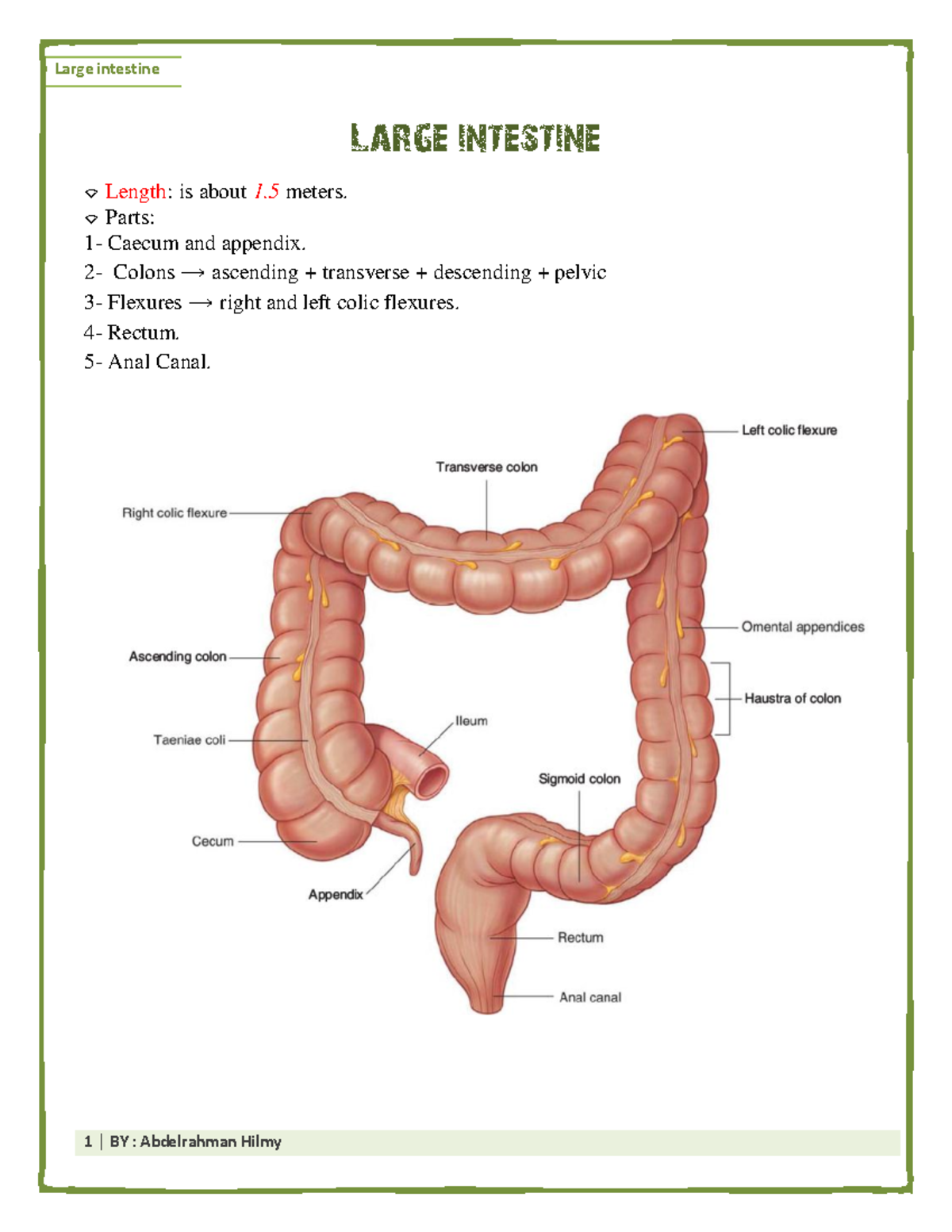 Large intestine - histopathology - Large intestine ⌔ Length: is about 1 ...