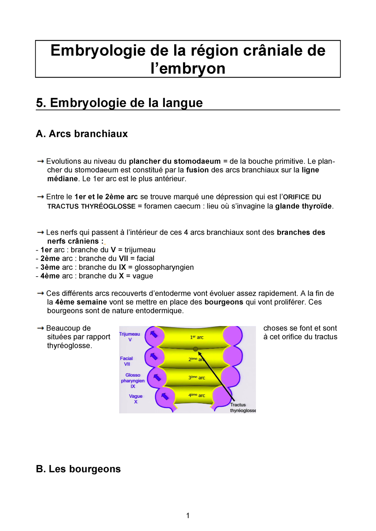 5 Embryo De La Langue Note Prise Lors D Un Cours Studocu