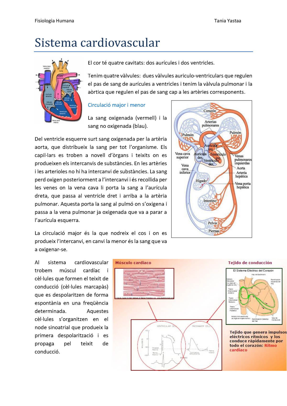 1 Sistema Cardiovascular Fisiologia Humana Tania Yastaa Sistema Cardiovascular El Cor Té 6105