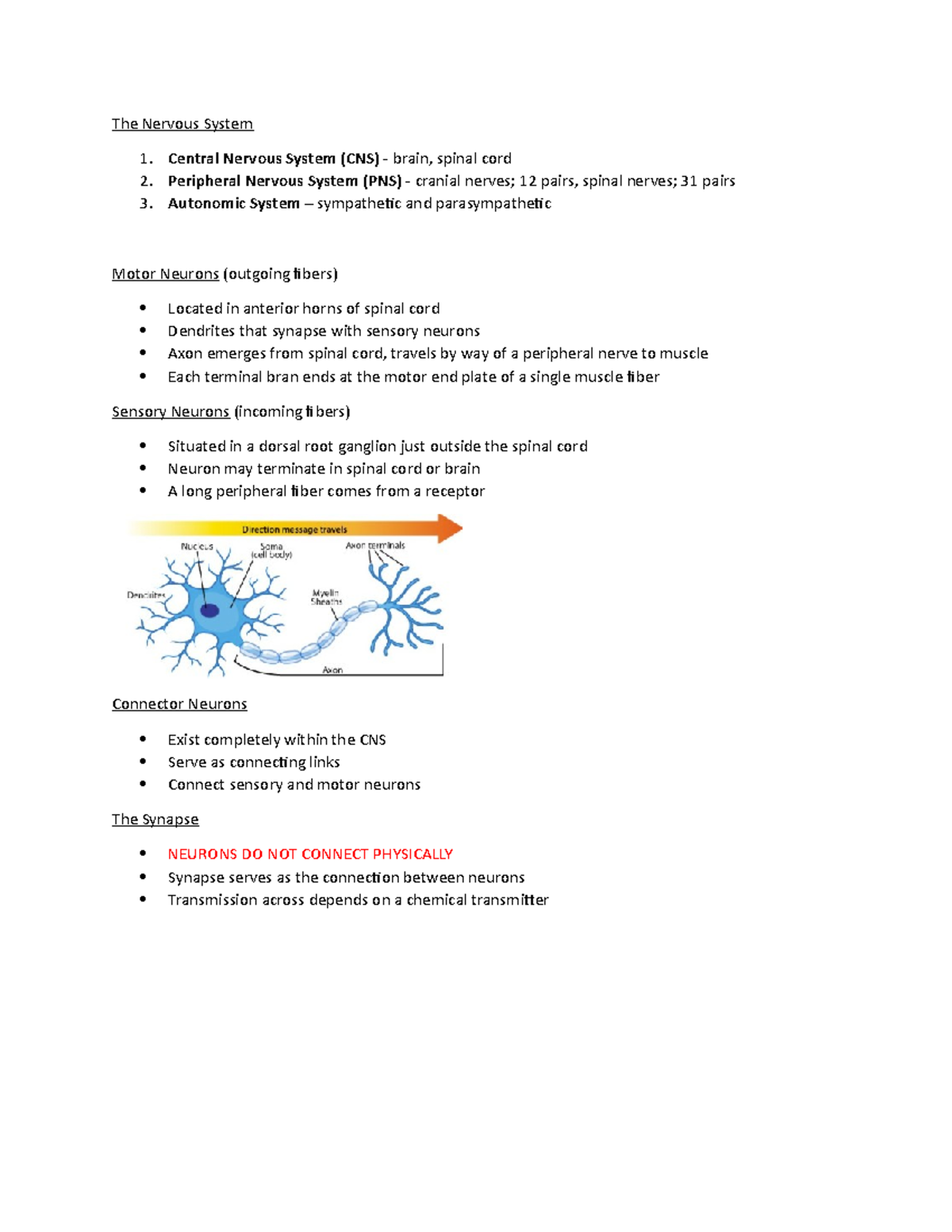 (7) The Neuromuscular Connection - The Nervous System Central Nervous ...