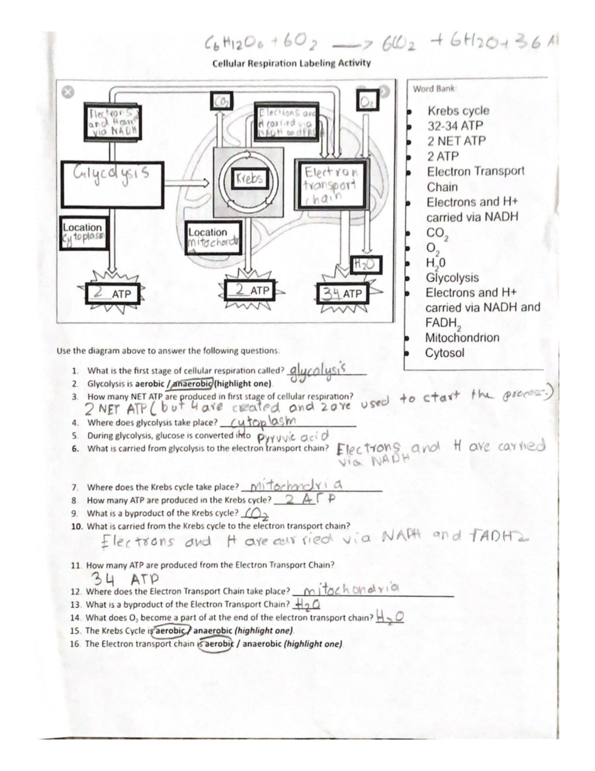 cellular-respiration-study-guide-studocu