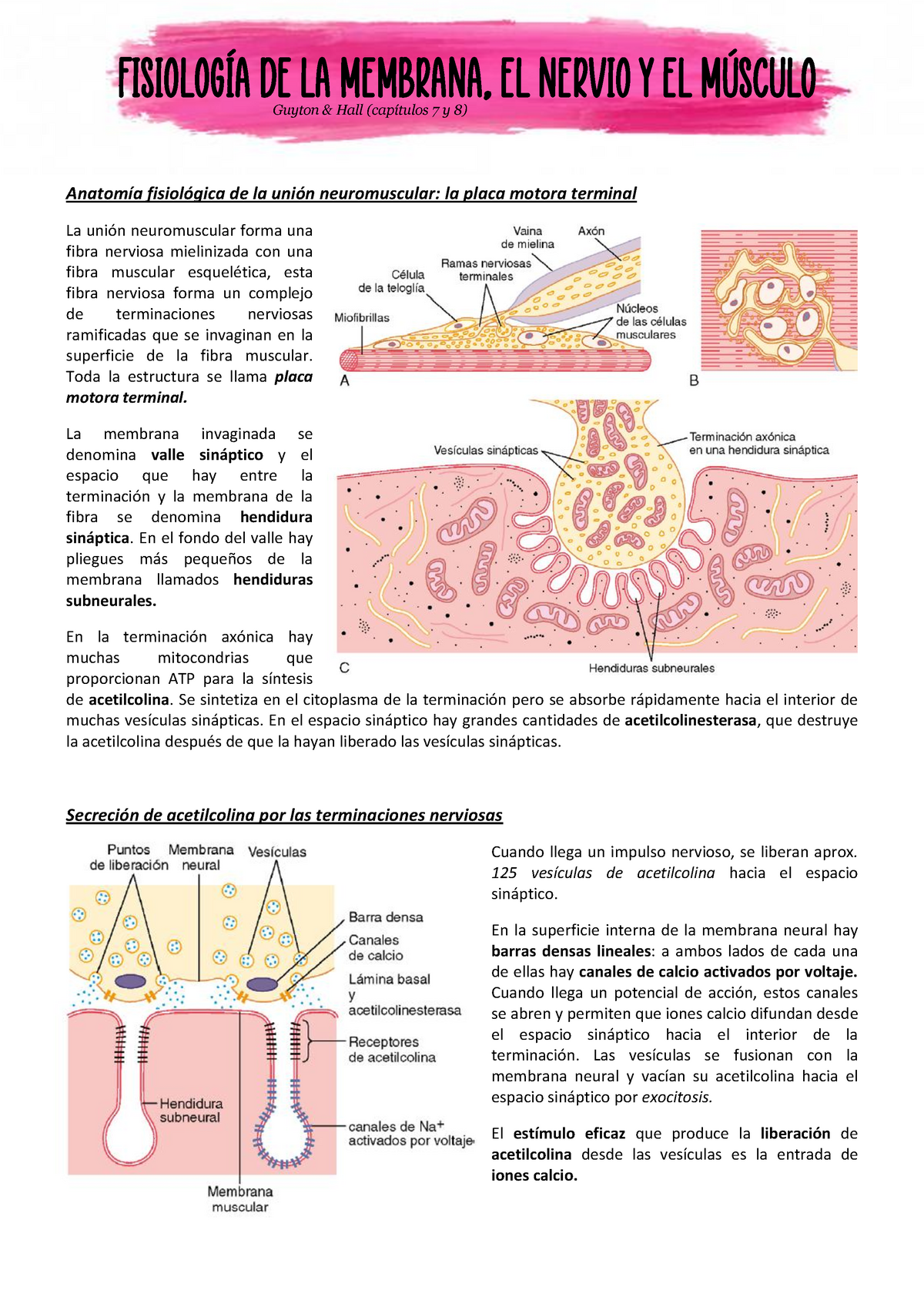 Guyton And Hall Fisiología De La Membrana El Nervio Y El Músculo Anatomía Fisiológica De La 6326