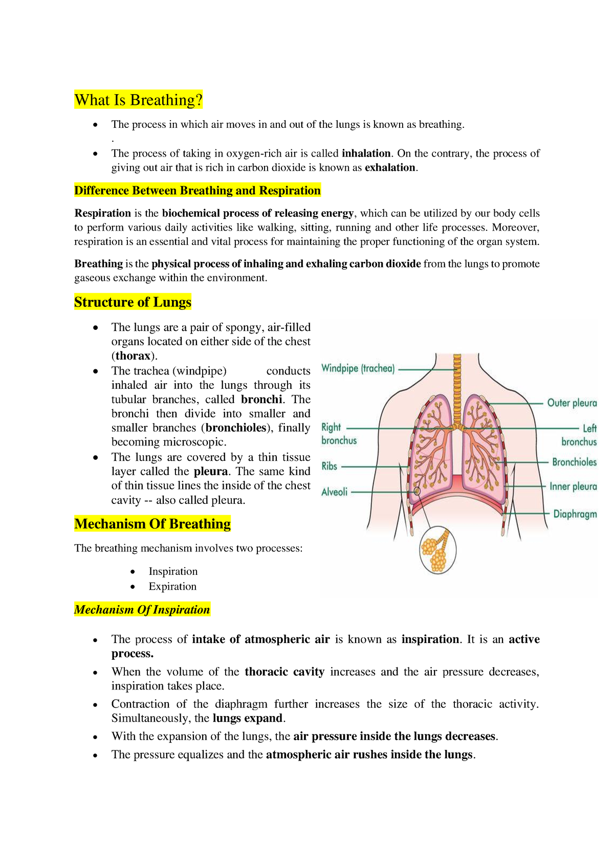 Updated Respiration-module 2 - What Is Breathing? • The process in ...