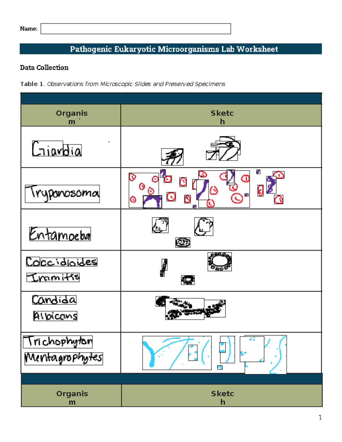 Pathogenic Eurkaryotic Worksheet Pathogenic Eukaryotic