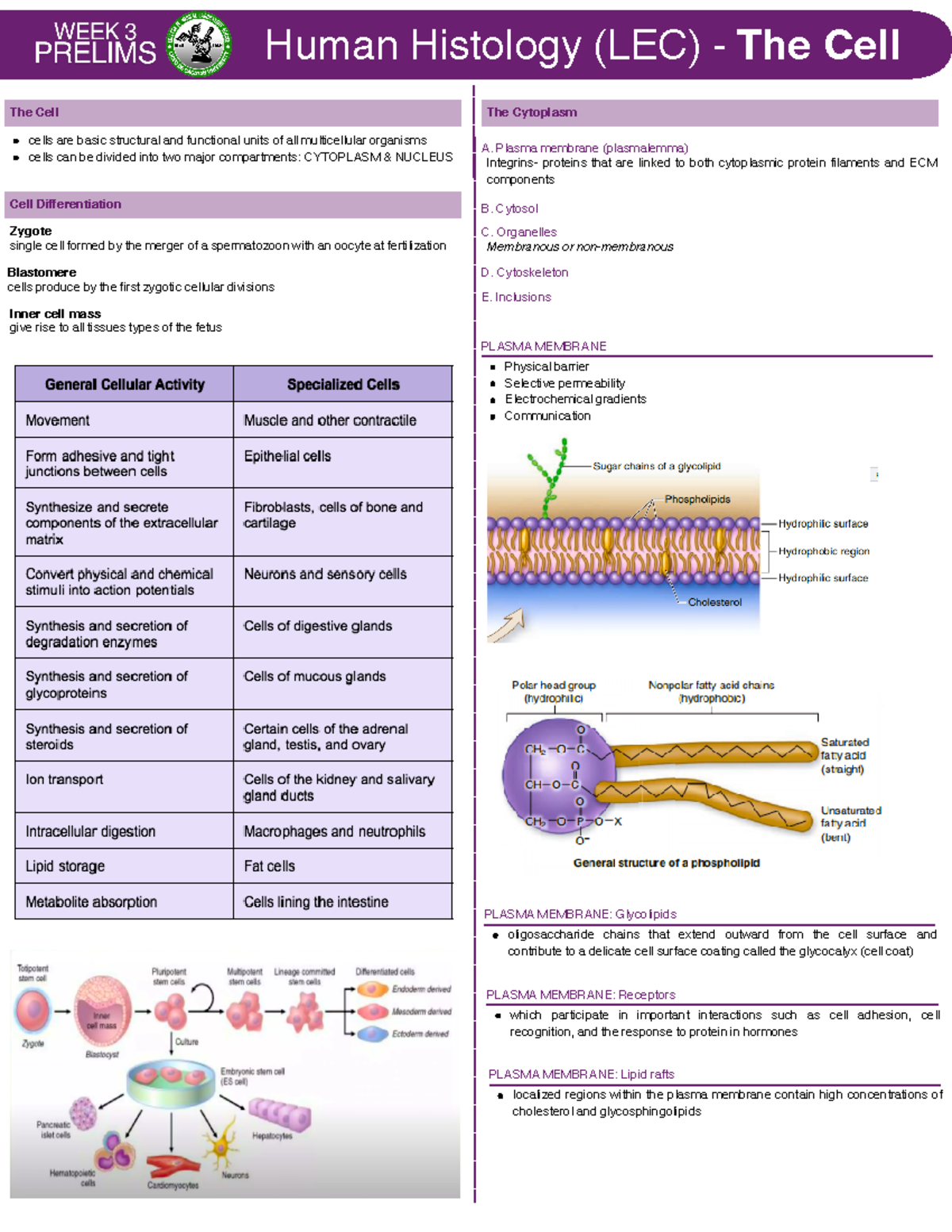Histo LEC WEEK 3 - lecture notes - The Cell cells are basic structural ...
