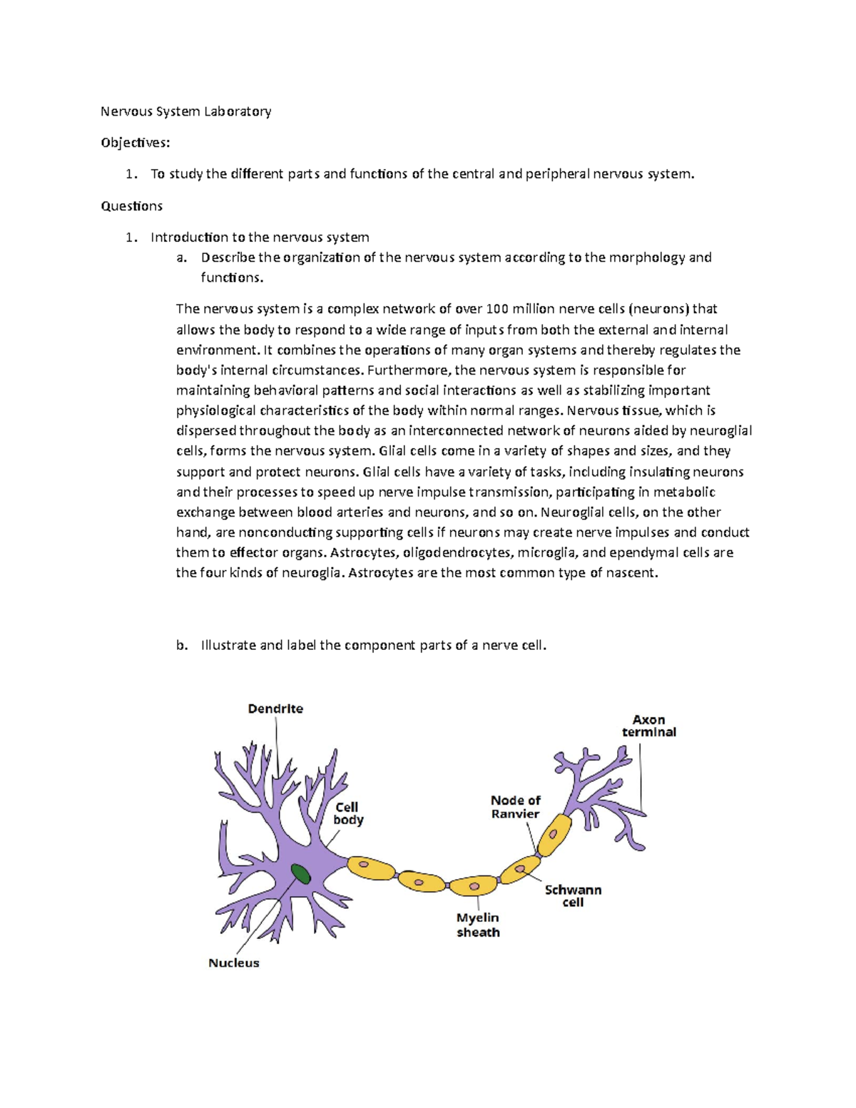 Nervous System Laboratory - Nervous System Laboratory Objectives: To ...