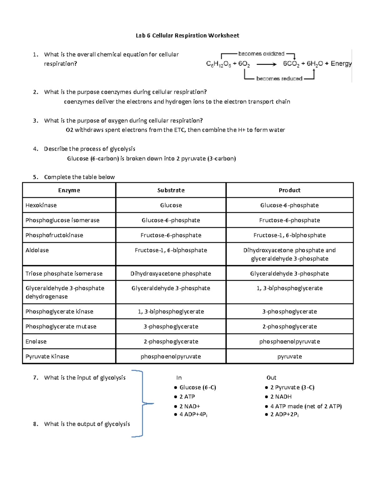 Lab 6 - Cellular Respiration Worksheet - Lab 6 Cellular Respiration ...