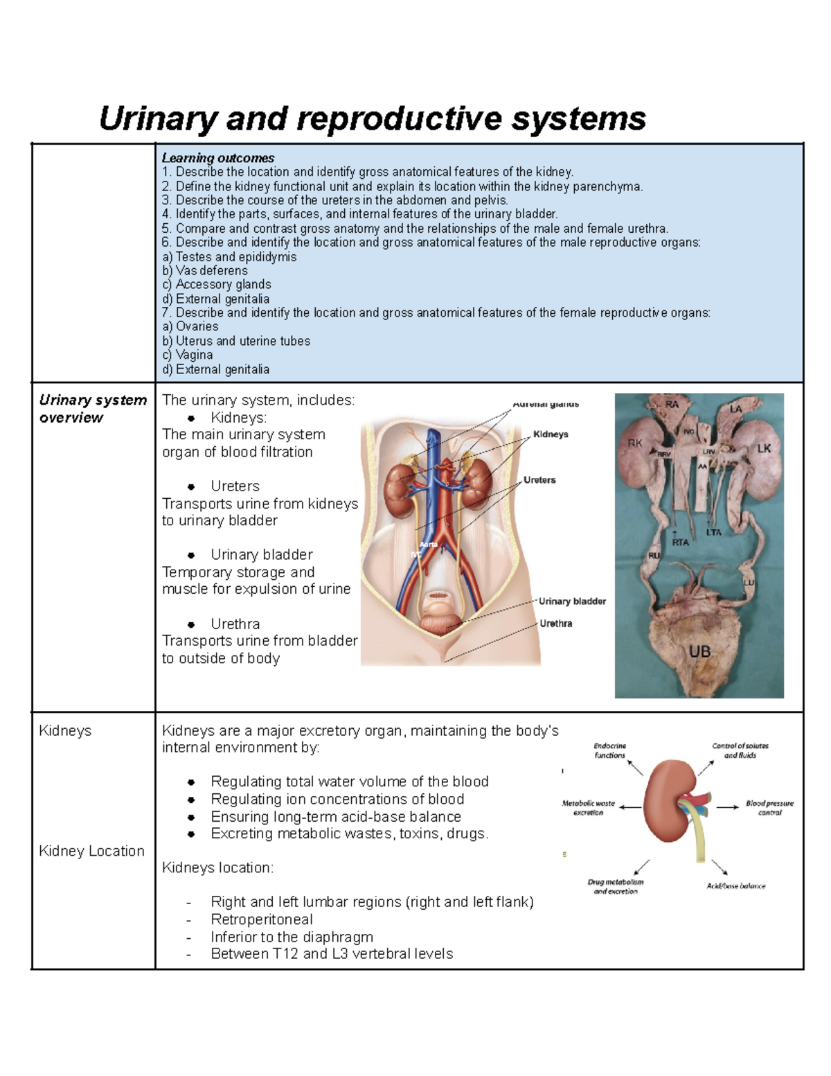 Urinary and reproductive systems - Urinary and reproductive systems ...