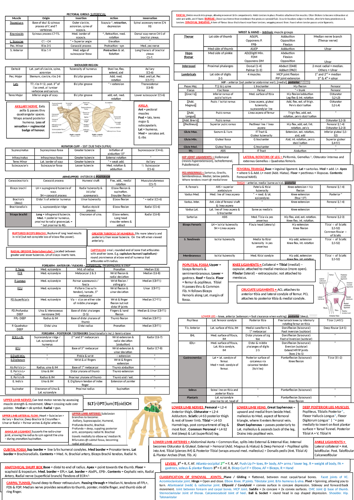 HUBS1109 Cheat Sheet FOR Final EXAM - CUBITAL FOSSA Sup border = line b ...