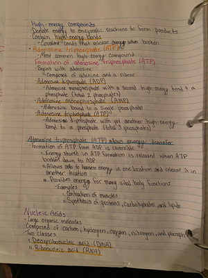 Lab 4 - Lower Limb Muscles - Assignment - Student Name ...