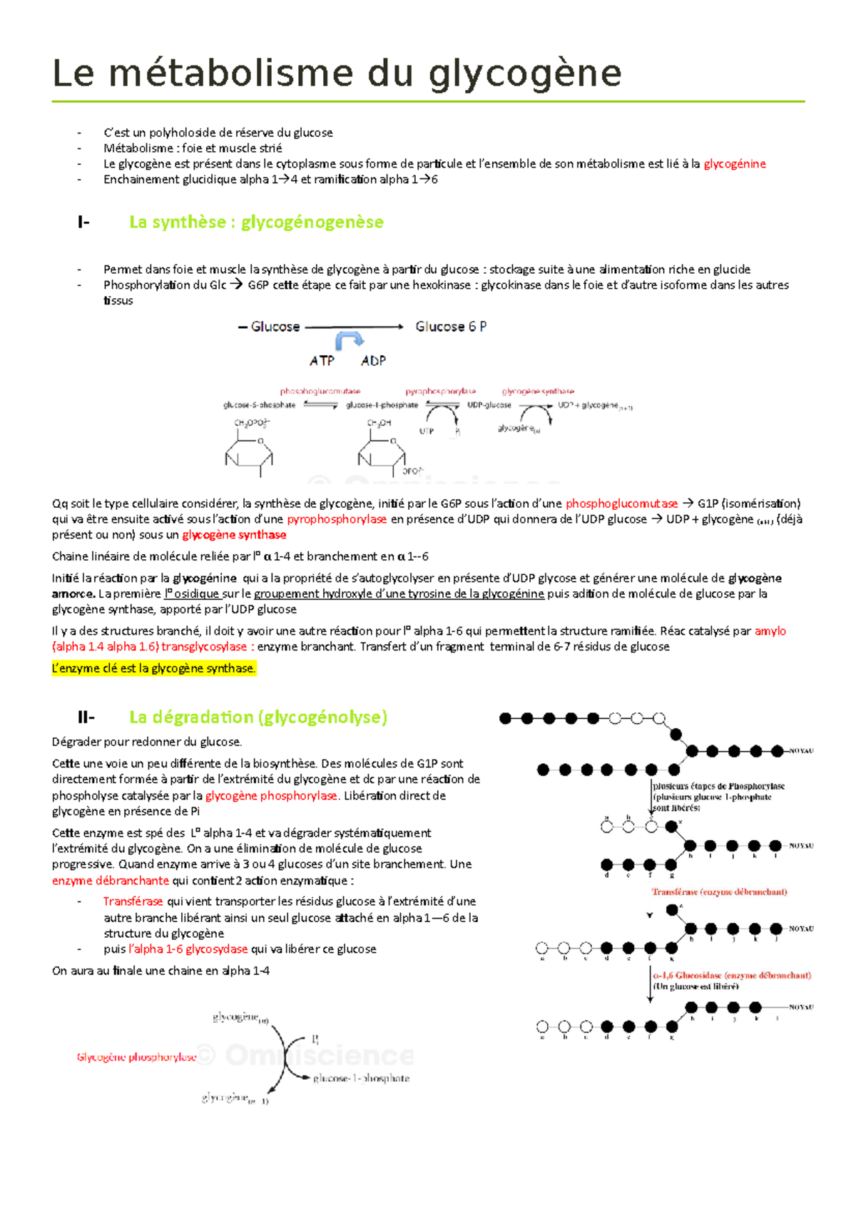 Cours 4 Métabolisme Glucogénèse ARJF — free download