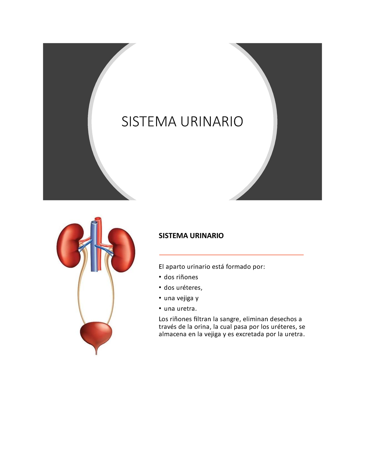 Sistema Urinario - Apuntes Como Método De Estudio - Anatomia - UNIANDES ...