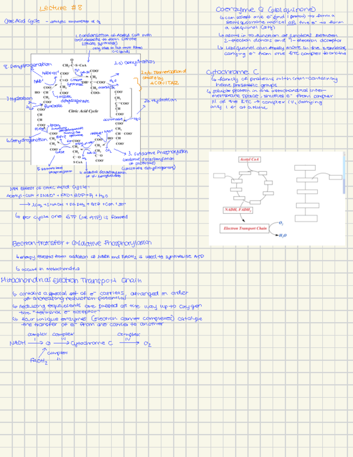 Bio 2580 final notes - Lecture #8 Coenzyme & Cubiquinone) Citric Acid ...
