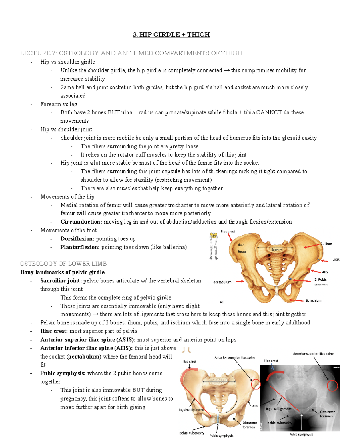 3. hip girdle + thigh + glut 3. HIP GIRDLE + THIGH LECTURE 7