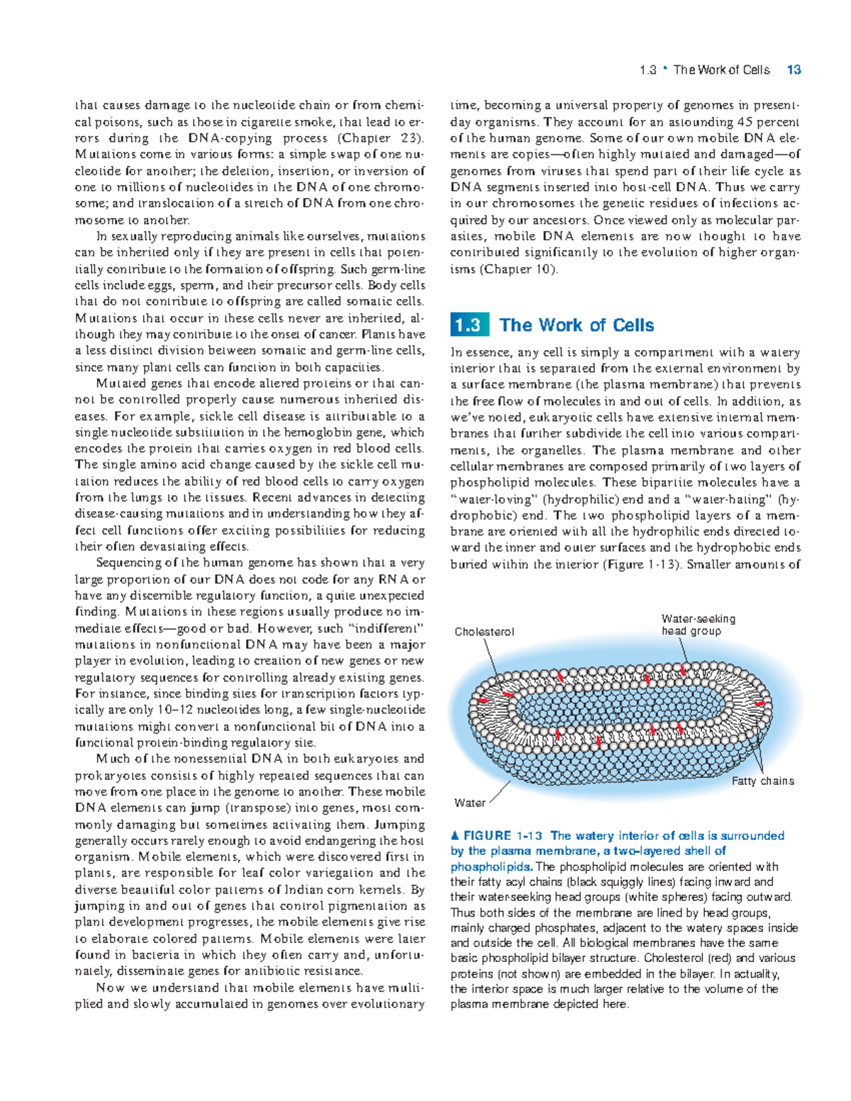 The Work Of Cell - The Work Of Cell - that causes damage to the ...