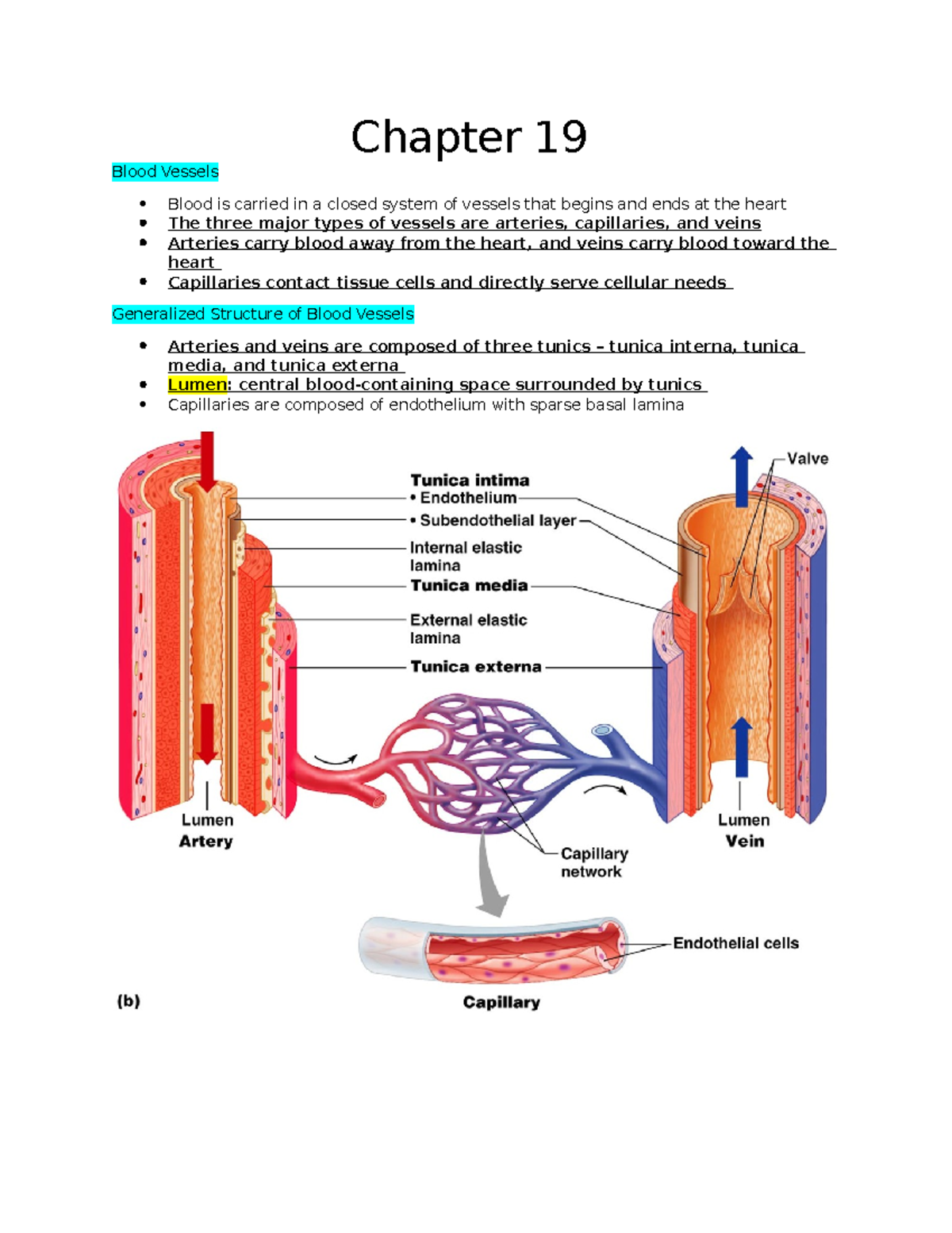 Chapter 19 - Shawn Iverson - Teacher - Chapter 19 Blood Vessels Blood ...