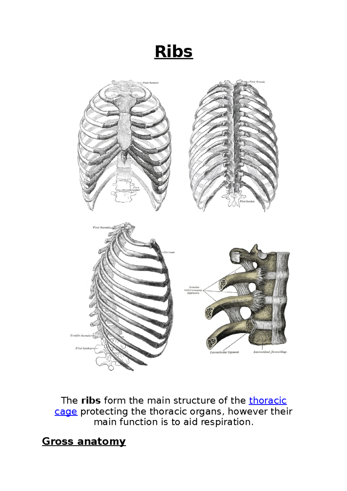 Thoracic Area - Rib Cage - Ribs The ribs form the main structure of the ...