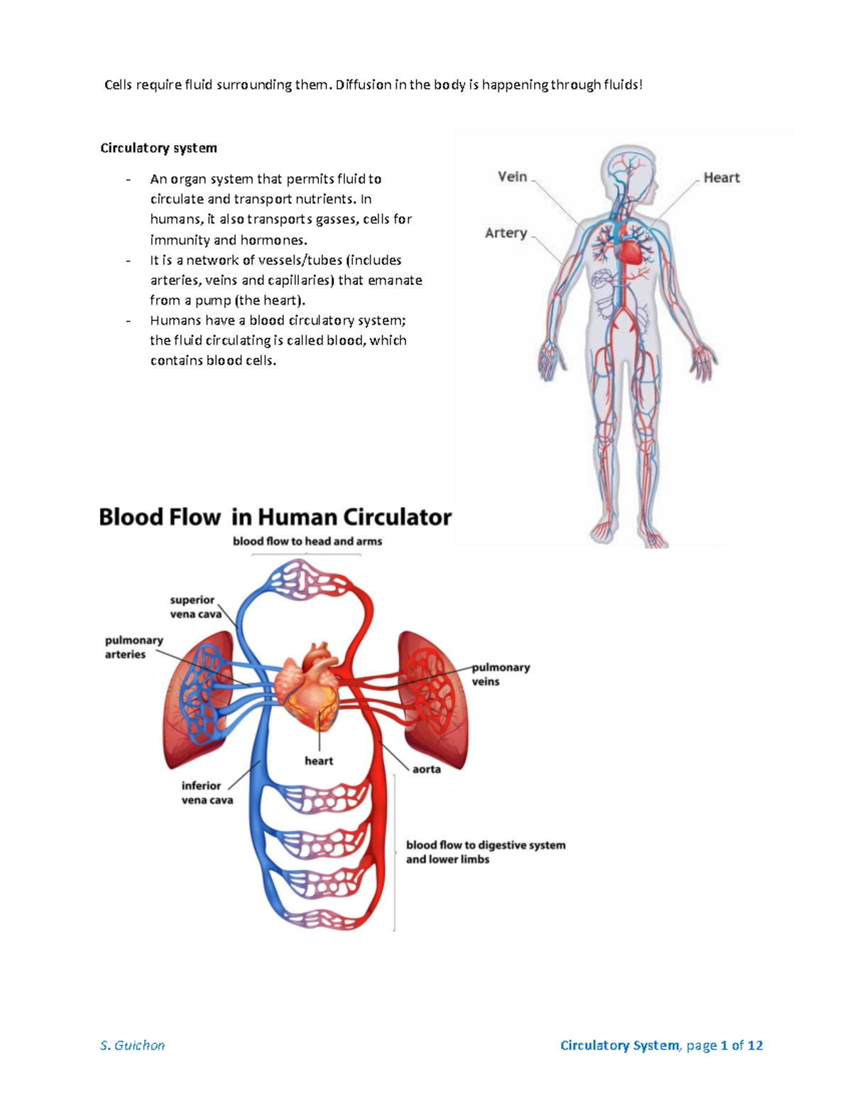 Circulatory System - Notes(1) copy - Cells require fluid surrounding ...
