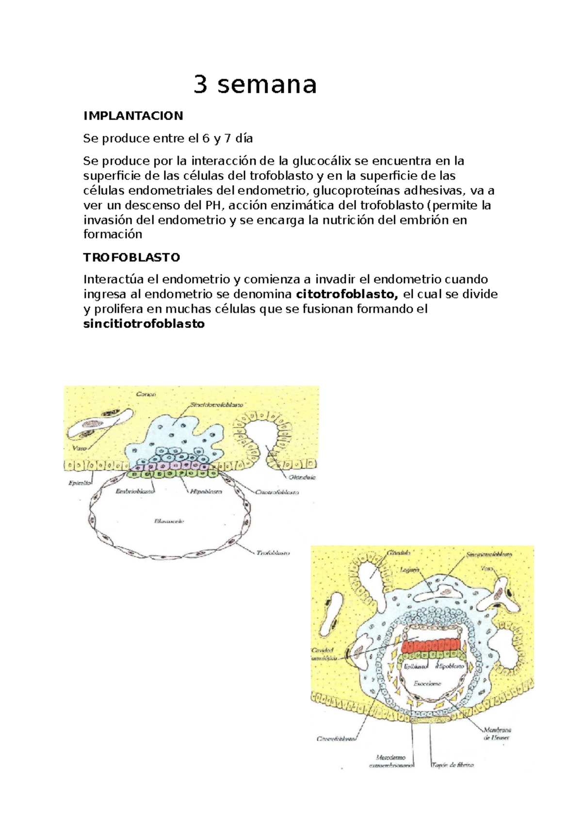 3 semana - apuntes - 3 semana IMPLANTACION Se produce entre el 6 y 7