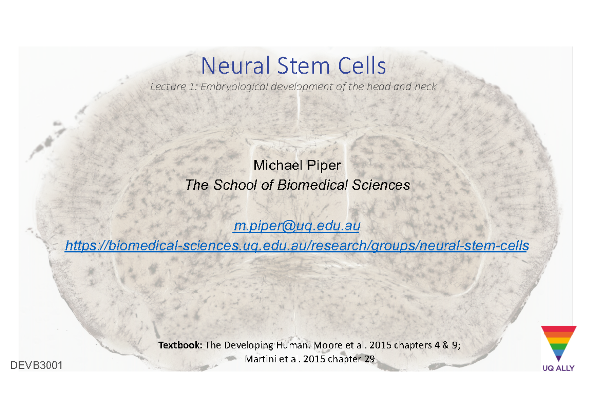 Neural stem cells 1 - notes lecture - Neural Stem Cells Lecture 1 ...
