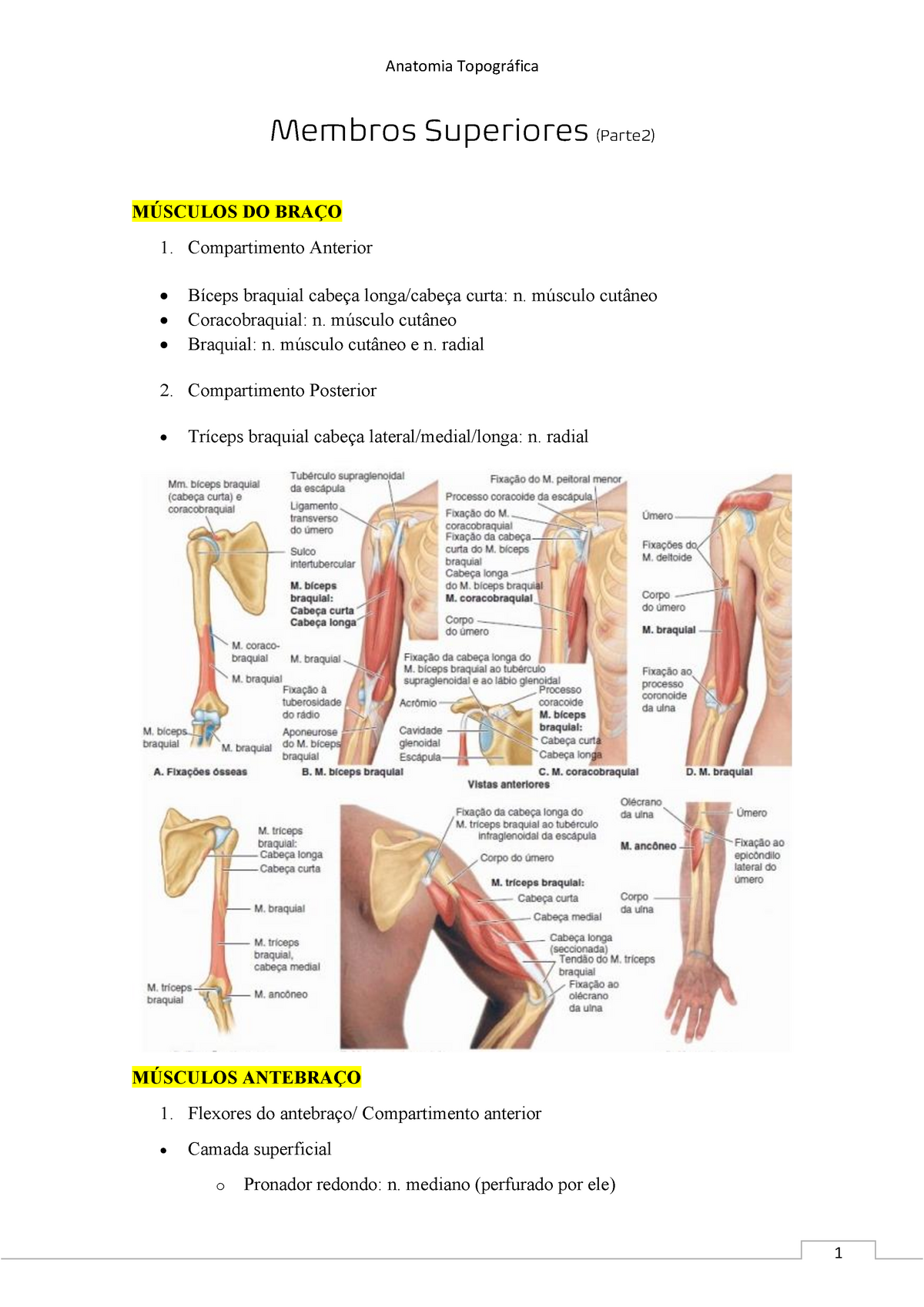 Anatomia do bíceps e tríceps