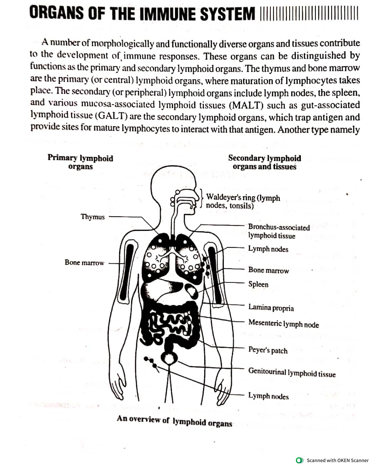 Organs of immune system- Primary lymphoid organs, Secondary lymphoid ...