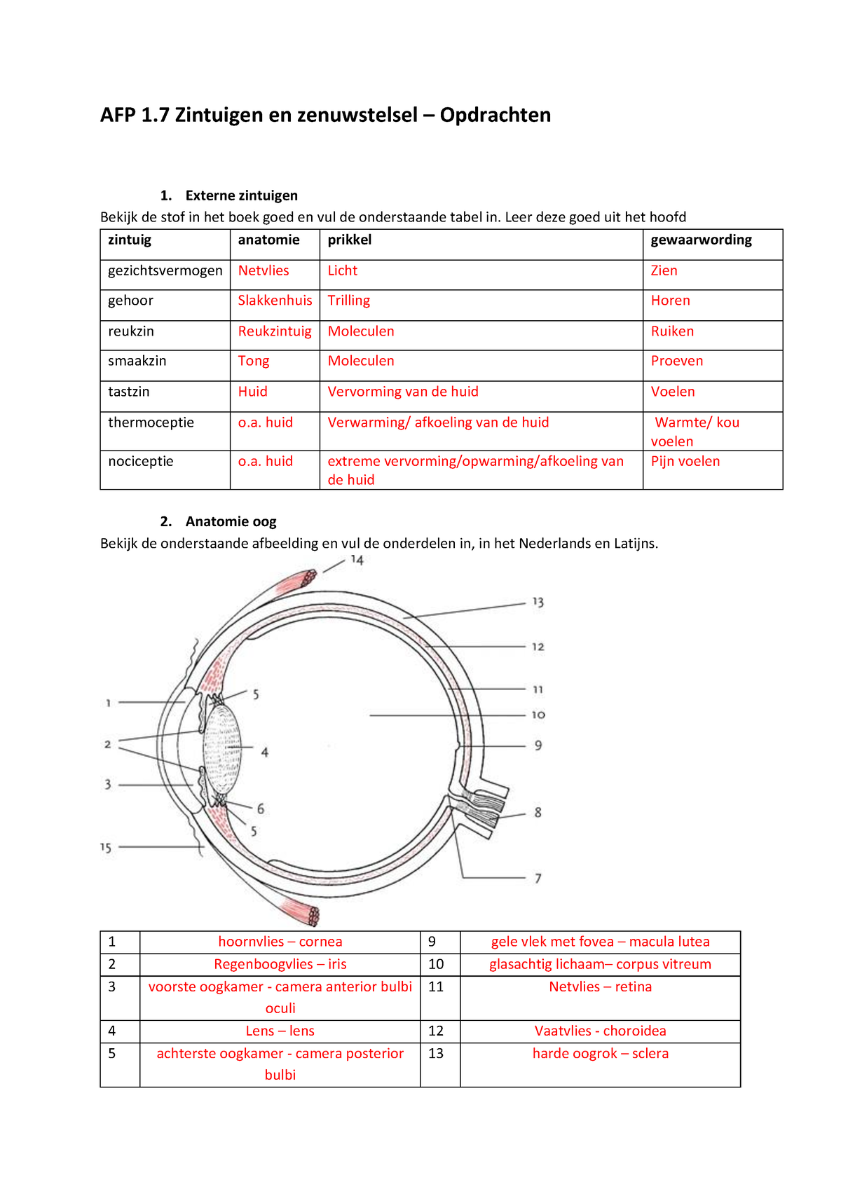 AFP 1.8 Zintuigen En Zenuwstelsel - Antwoorden - AFP 1 Zintuigen En ...