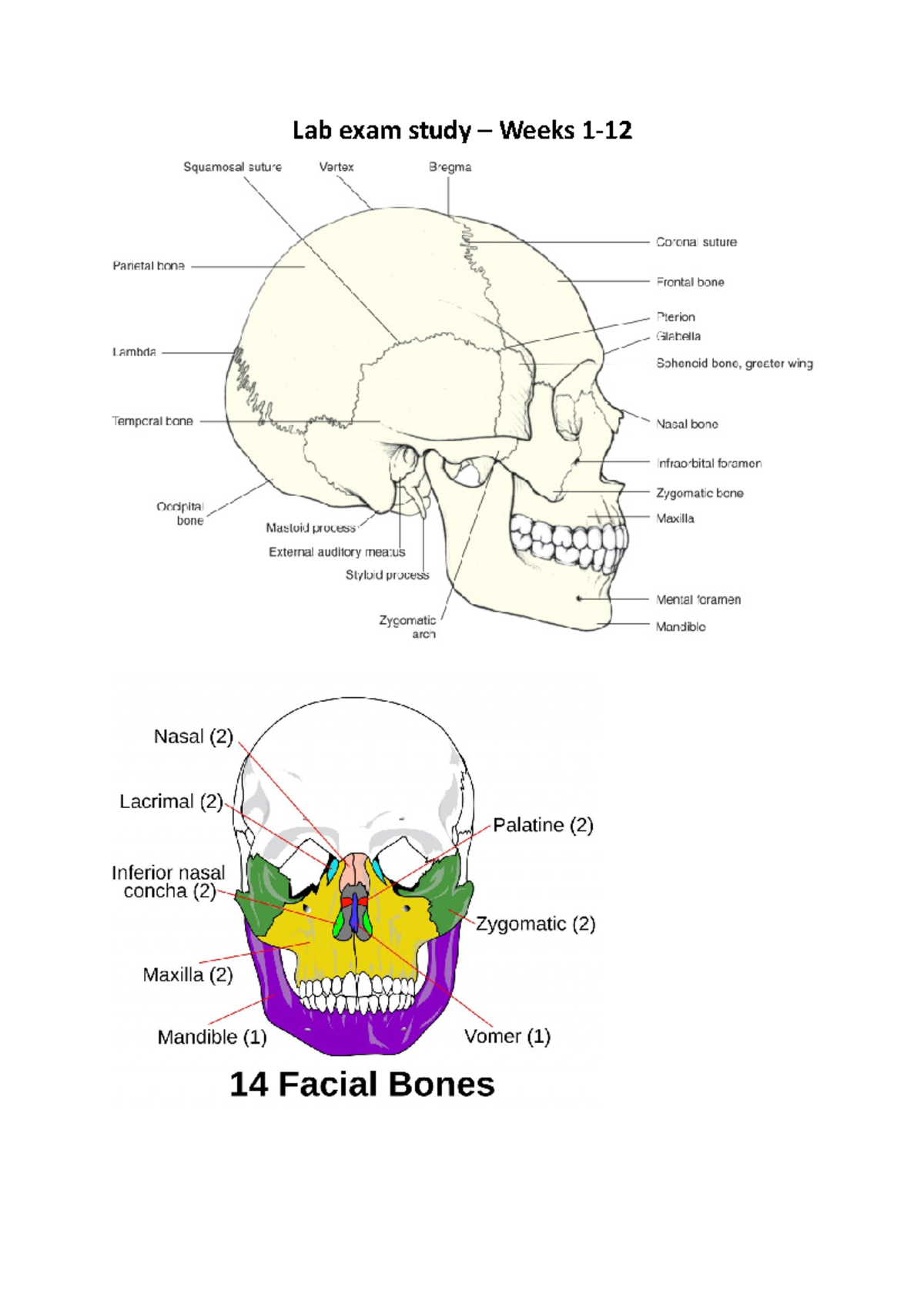 Lab Exam Study - Summary Neural And Visceral Anatomy - Lab exam study ...