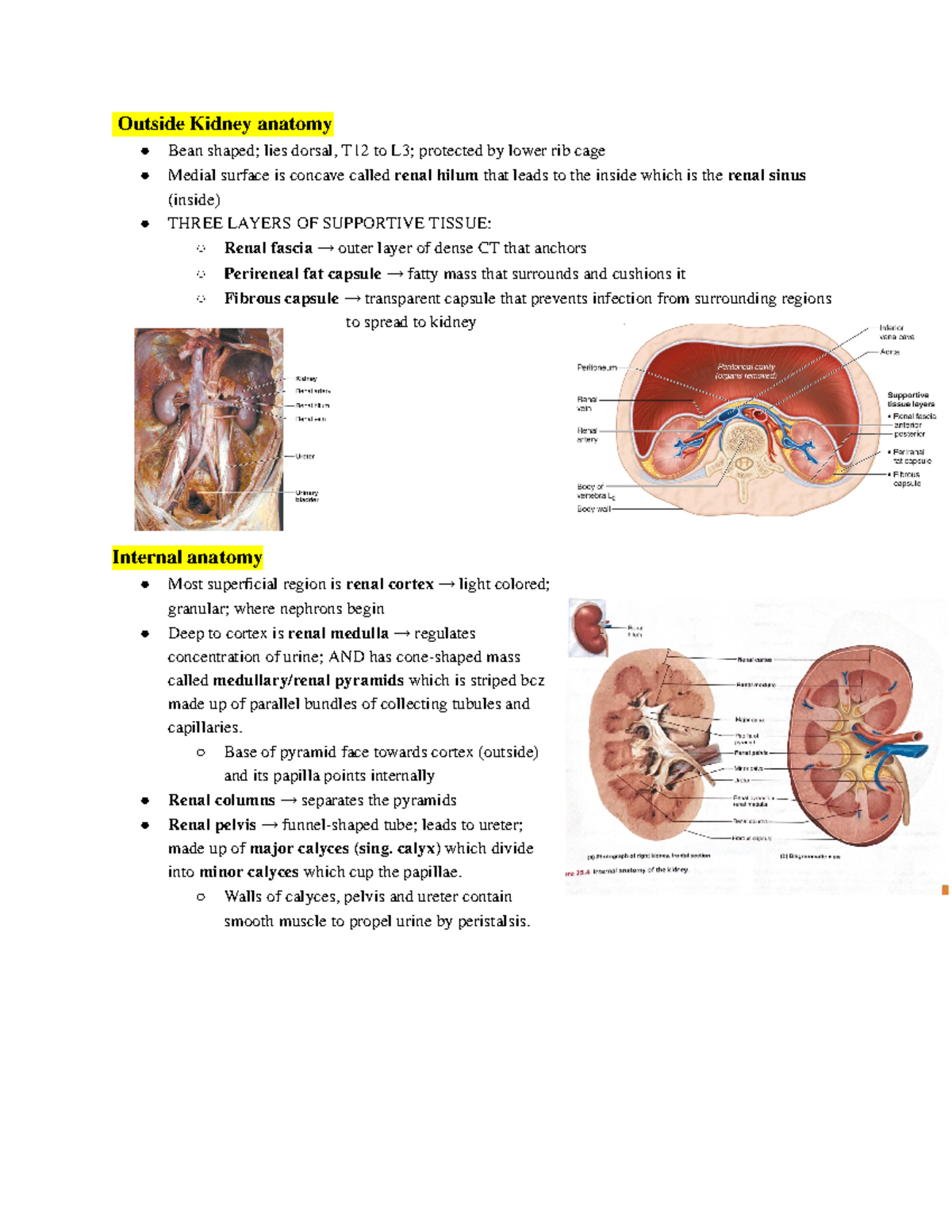 Urinary system - Outside Kidney anatomy Bean shaped; lies dorsal, T12 ...