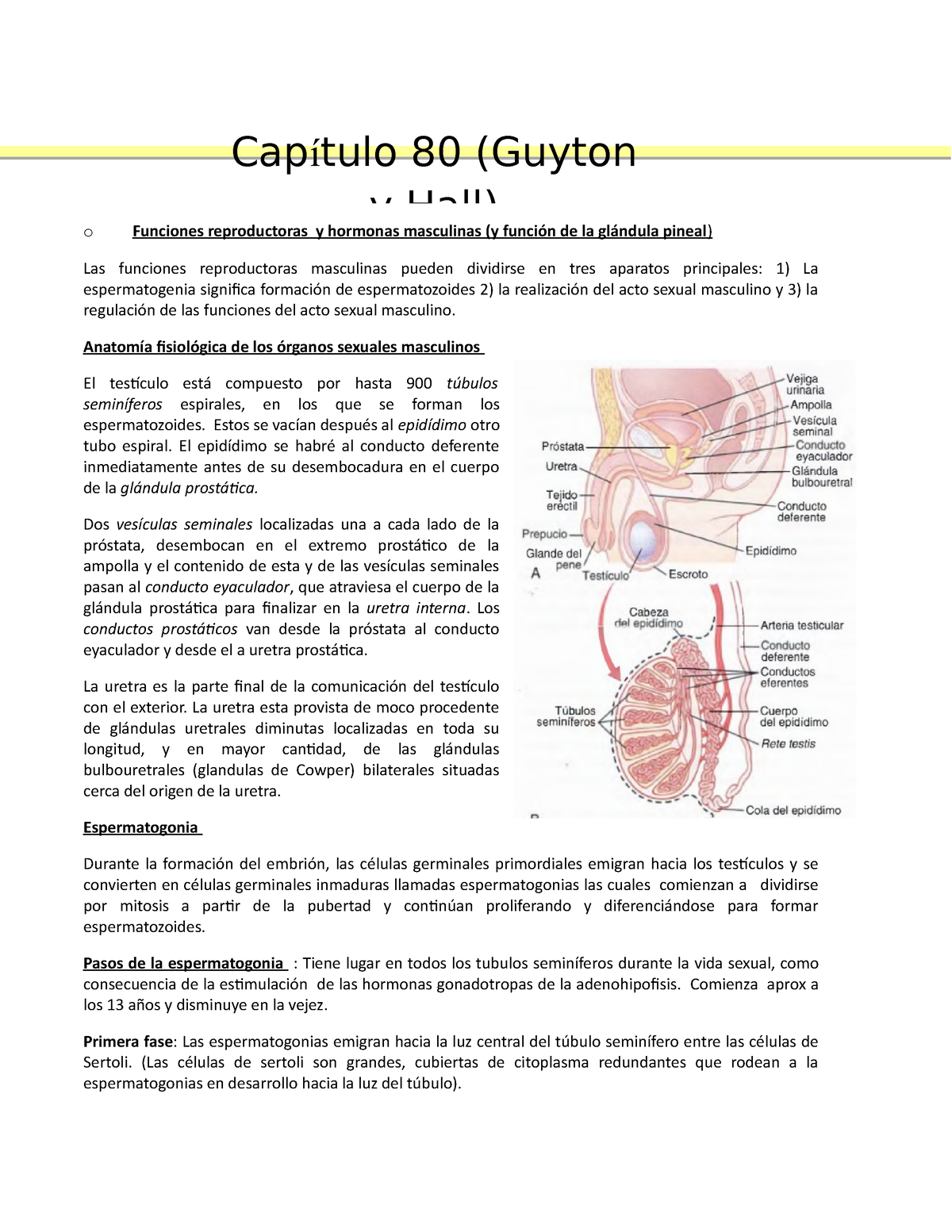 Resumen Cap 80 Guyton O Funciones Reproductoras Y Hormonas Masculinas Y Función De La 0968