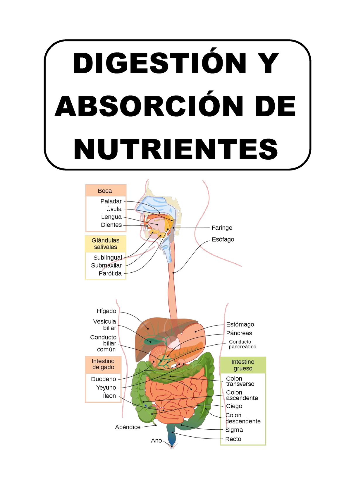 Digestion Y Abosorción De Nutrientes DigestiÓn Y AbsorciÓn De Nutrientes DigestiÓn Y AbsorciÓn 4544