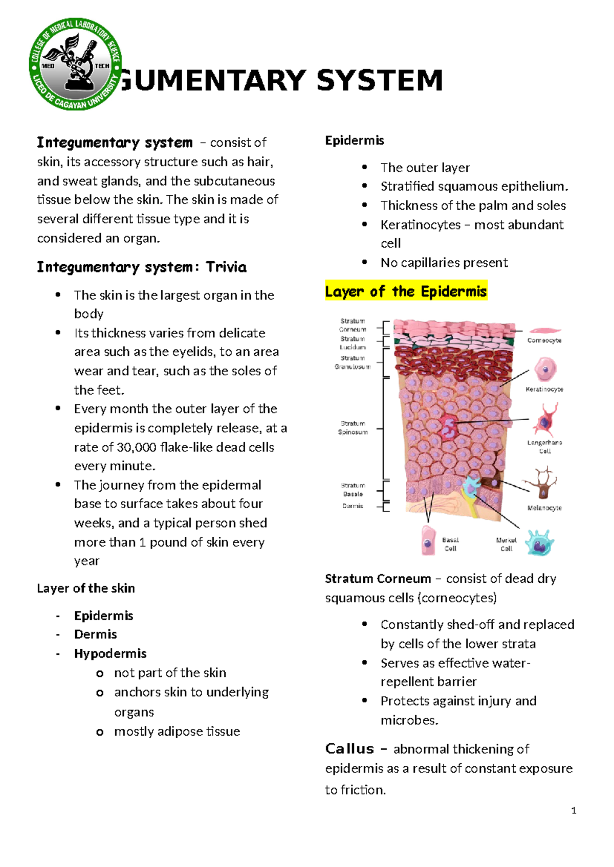 Integumentary system notes - Integumentary system – consist of skin ...