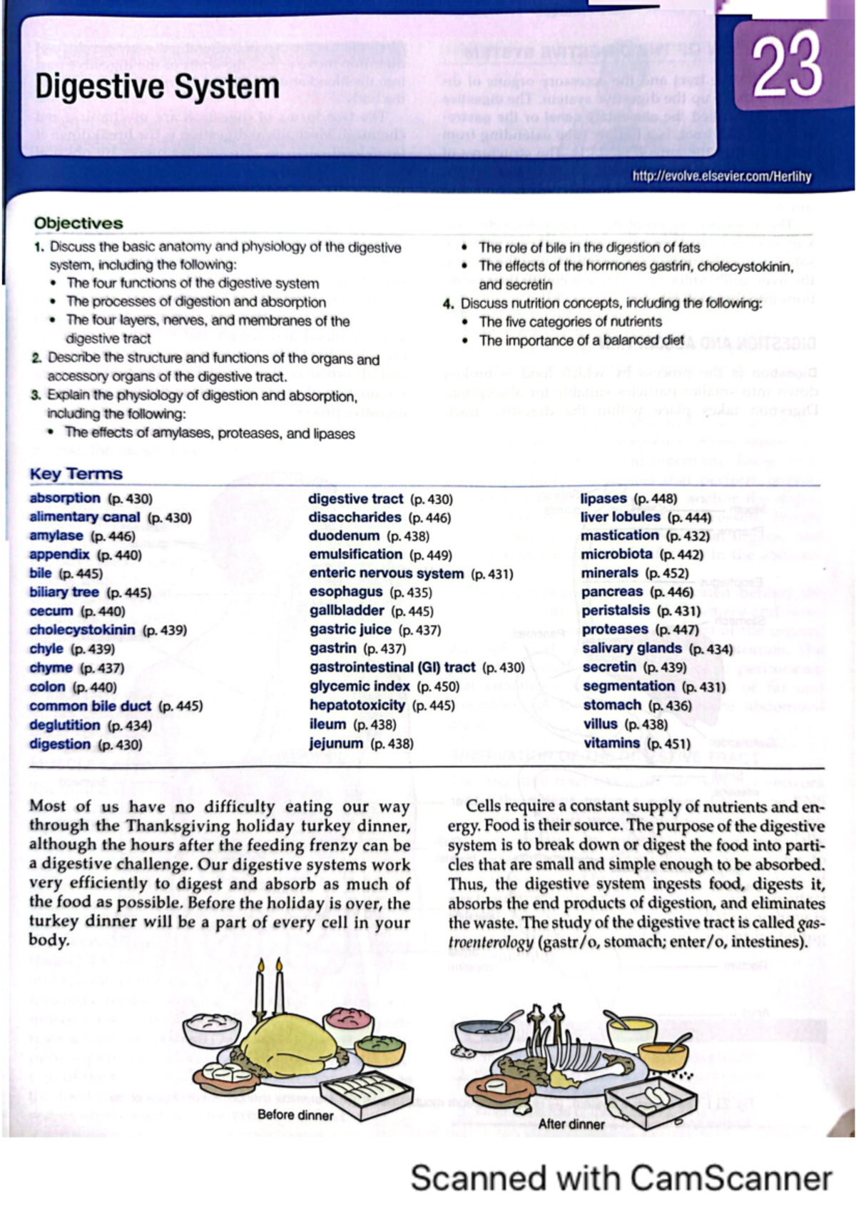 Chapter 23 Digestive System - Anatomy and Physiology - Studocu