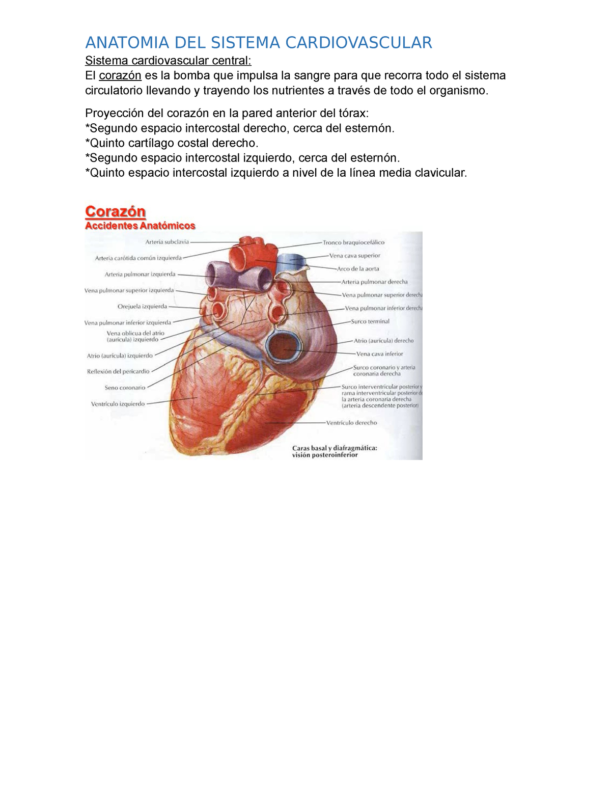 Anatomia Y Fisiologia DEL Sistema Cardiovascular ANATOMIA DEL SISTEMA CARDIOVASCULAR Sistema