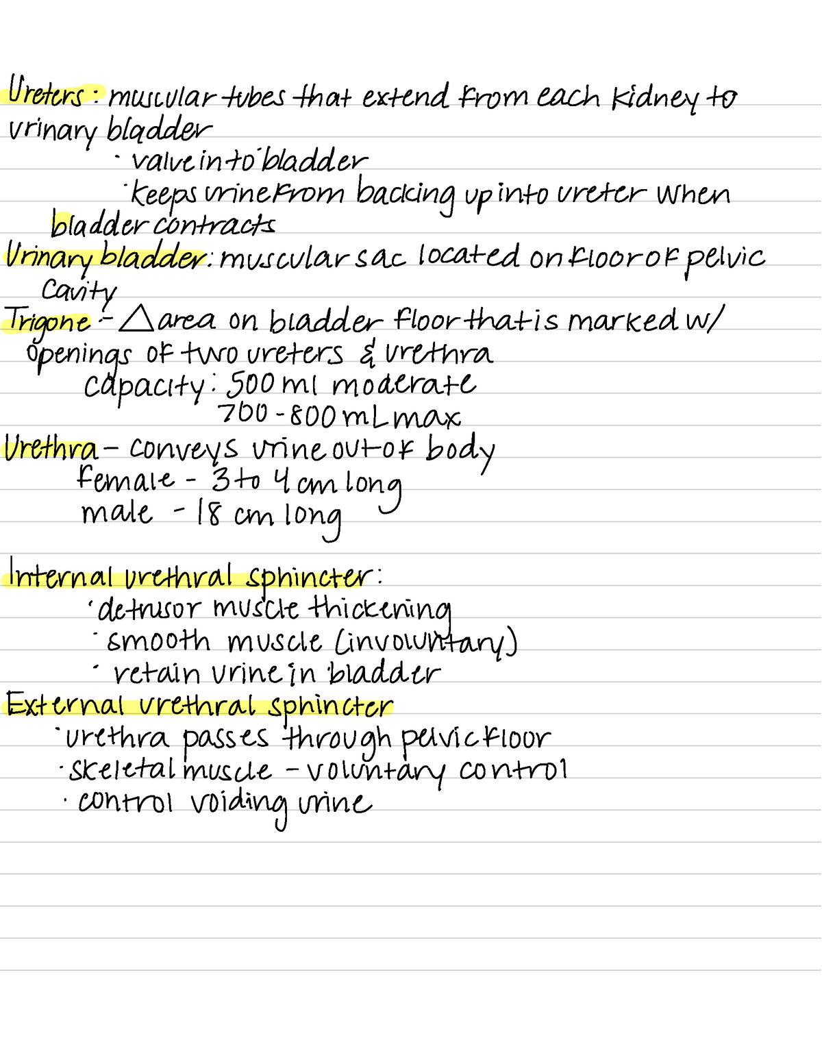 Introduction to Urinary System - Ureters : muscular tubes that extend ...
