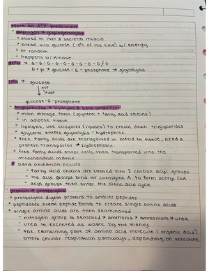 Exam III study guide - BIOL 213 Human Physiology Exam III Study Guide ...