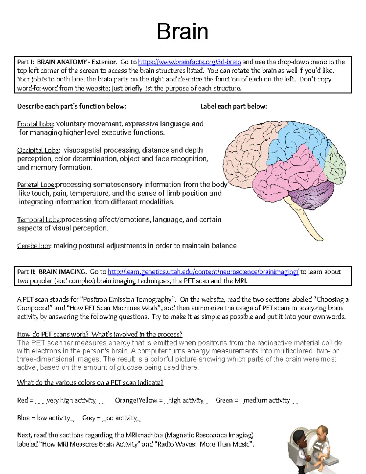 parts-of-the-brain-crossword-labs