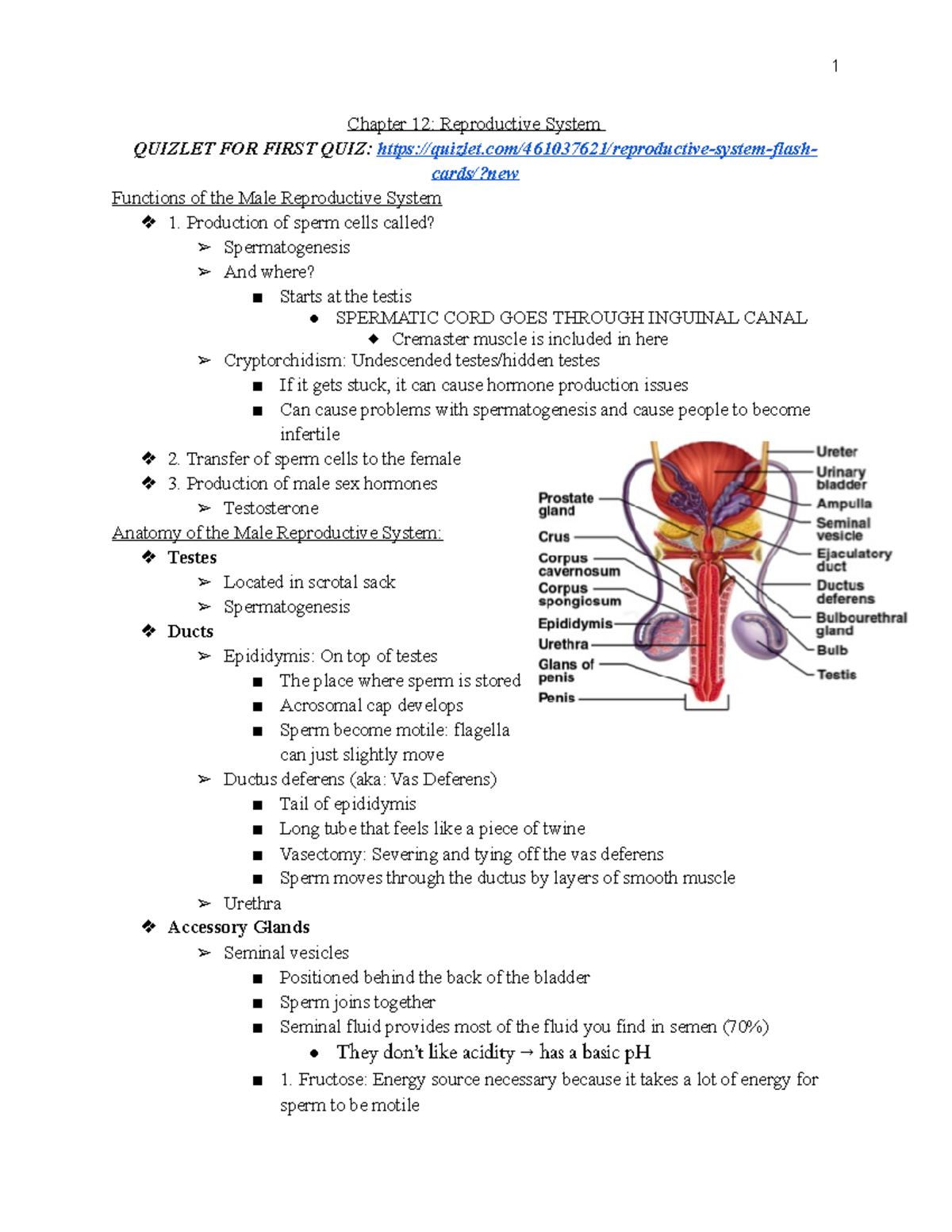 Male Reproductive System Quiz