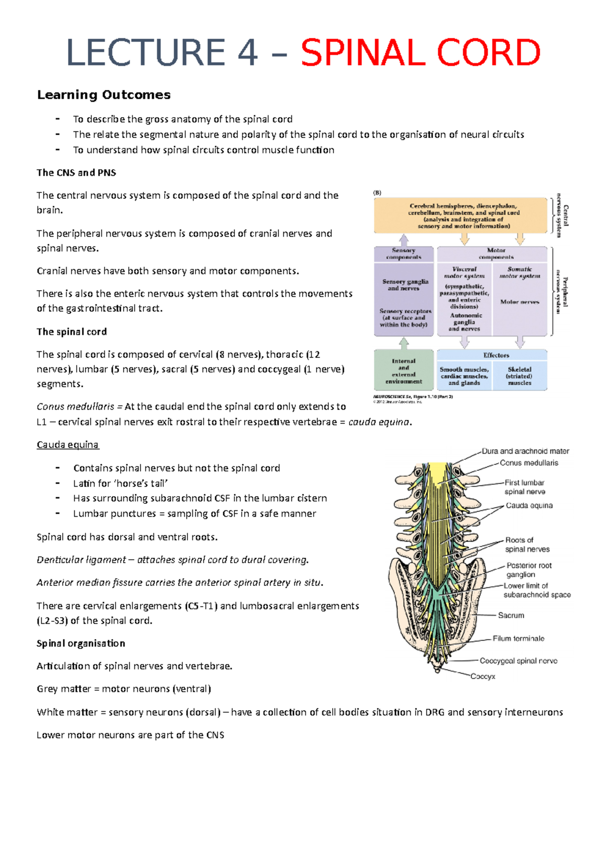 Lecture 4 - The Spinal Cord - LECTURE 4 – SPINAL CORD Learning Outcomes ...